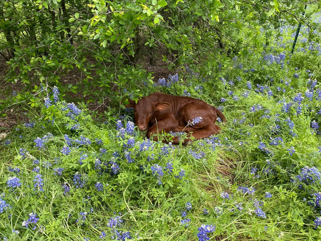 A calf resting in a bluebonnet pasture near Rio Vista, Texas