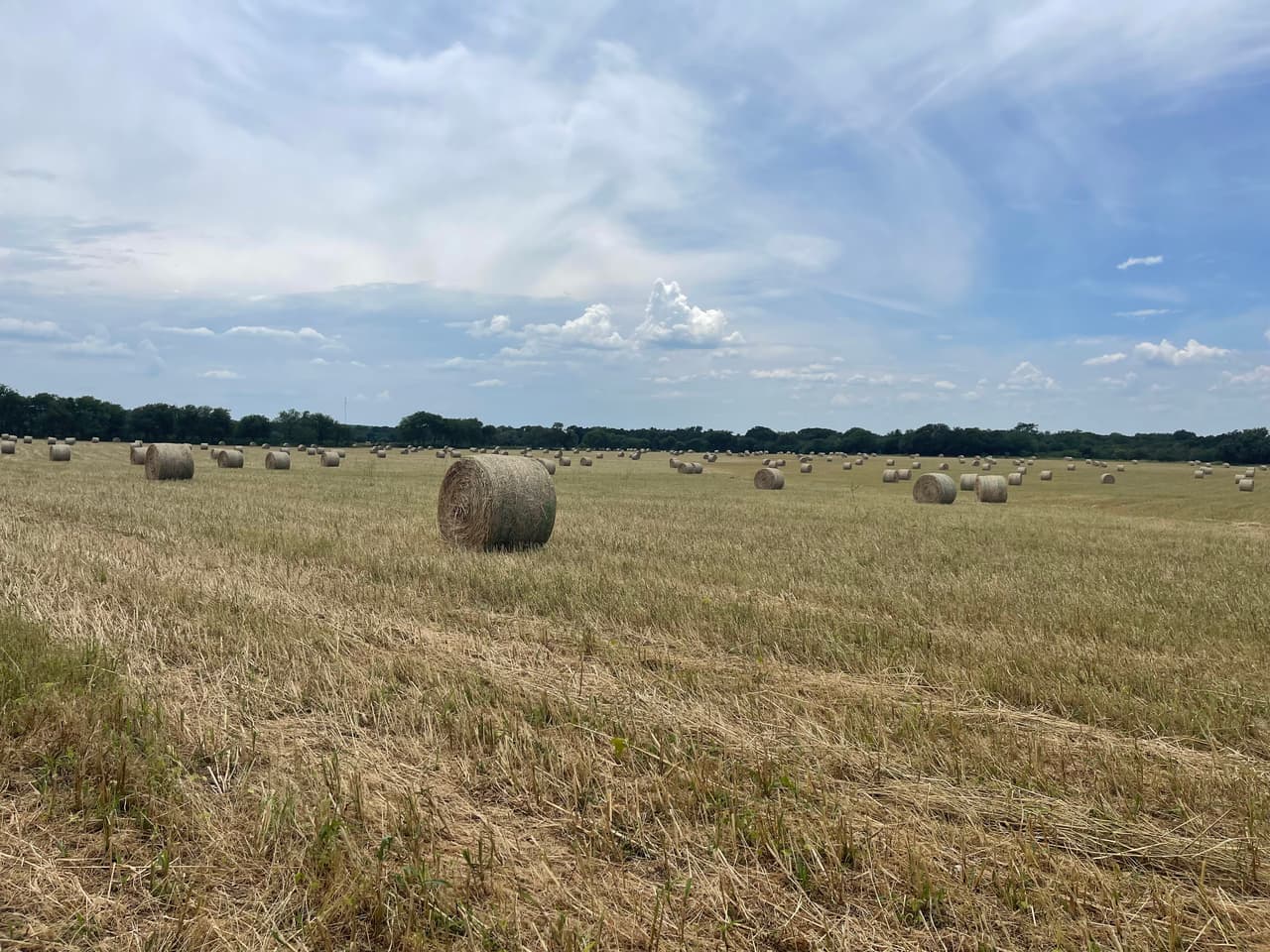 Round hay bales scattered across a freshly cut pasture near Rio Vista, Texas
